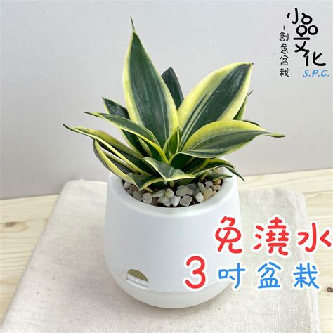 虎尾蘭室內|【植物擺設指南】虎尾蘭可以放在家裡嗎？臥室擺放虎尾蘭帶來舒。